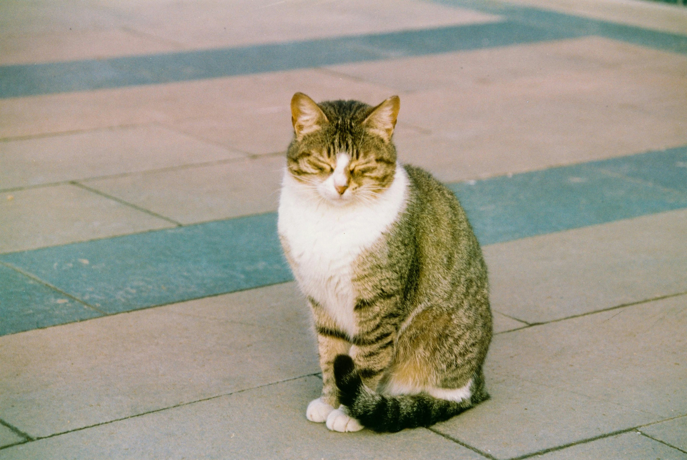 a cat sitting on the ground looking to its right