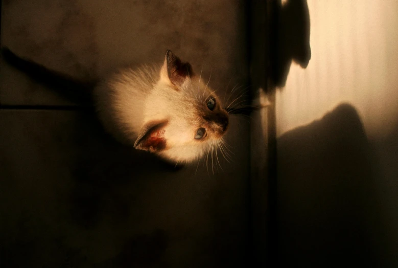 a small kitten is looking up while standing next to a cat on the wall