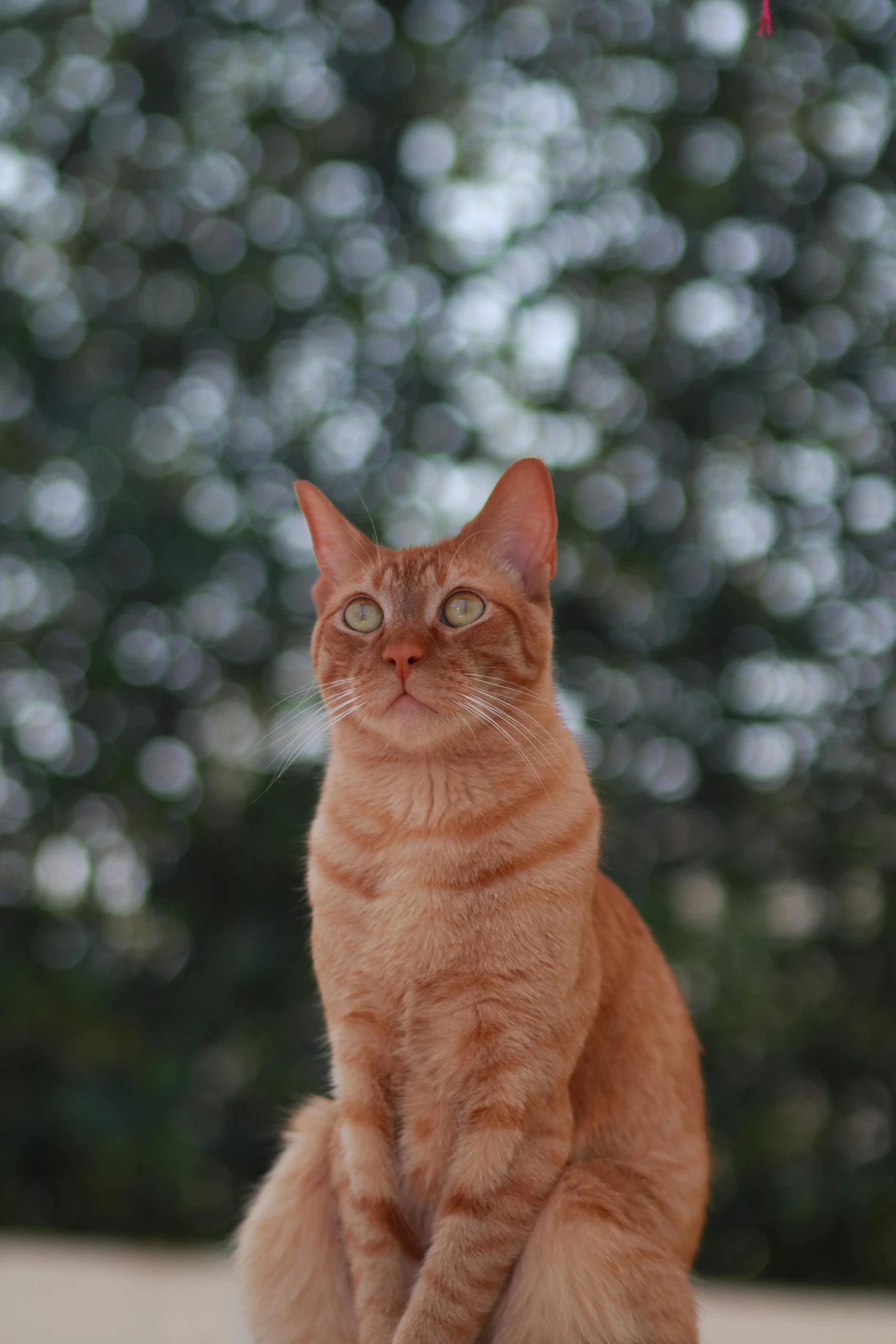 the orange cat is looking upward at soing