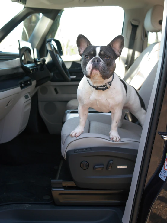 small dog standing on car seat in vehicle