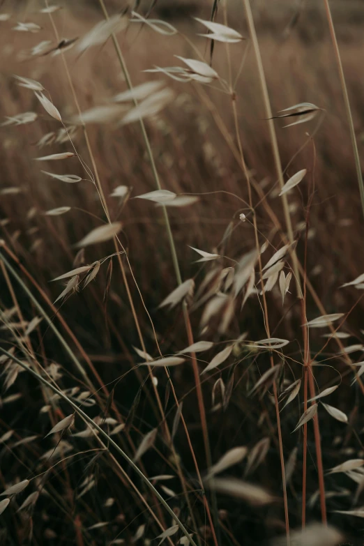 close up of tall grass in a field