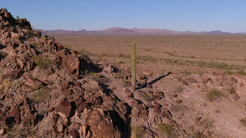 a lonely cactus grows in the desert on a hill