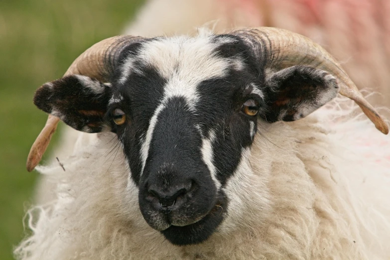 a close up po of a sheep with very black patches