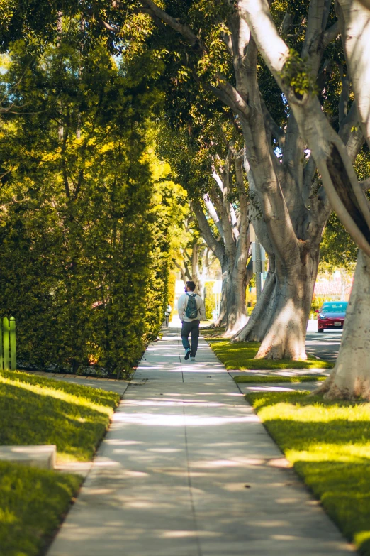 a man walking down a street past trees on a sunny day