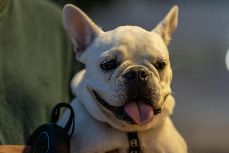 a white dog smiling as it lies on the ground