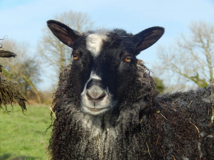 an adult sheep in the pasture looks straight ahead