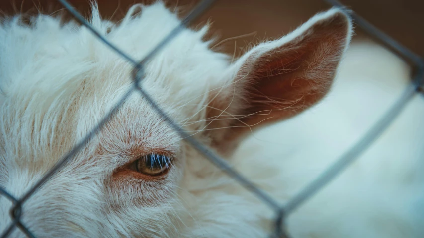 close up view of small goat behind a fence