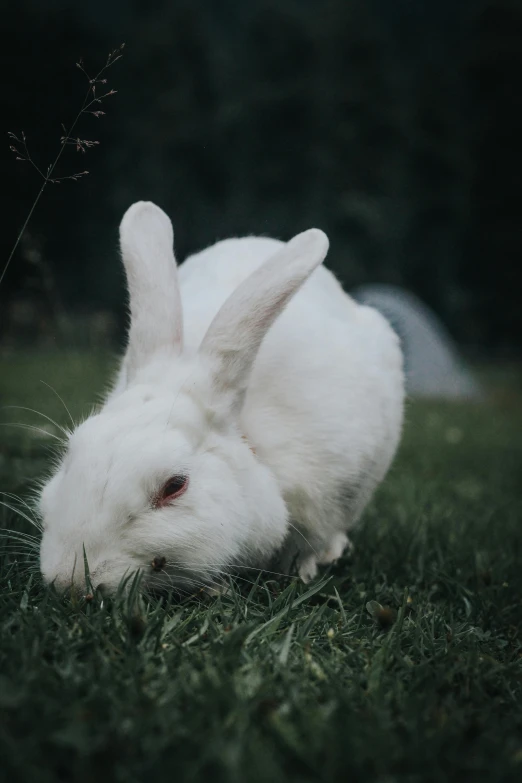 white rabbit sitting down in the grass eating