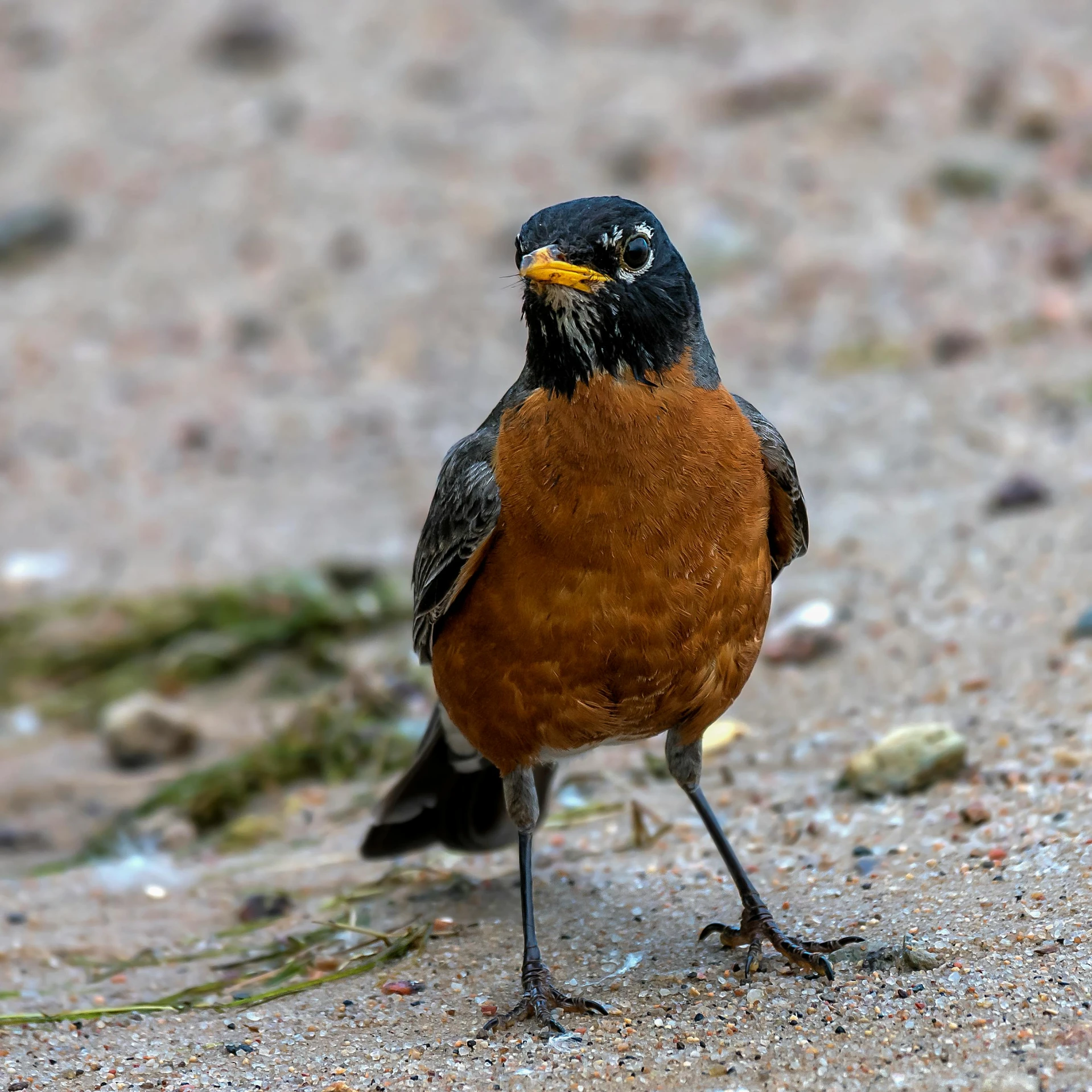 a close - up of a bird of prey on the ground