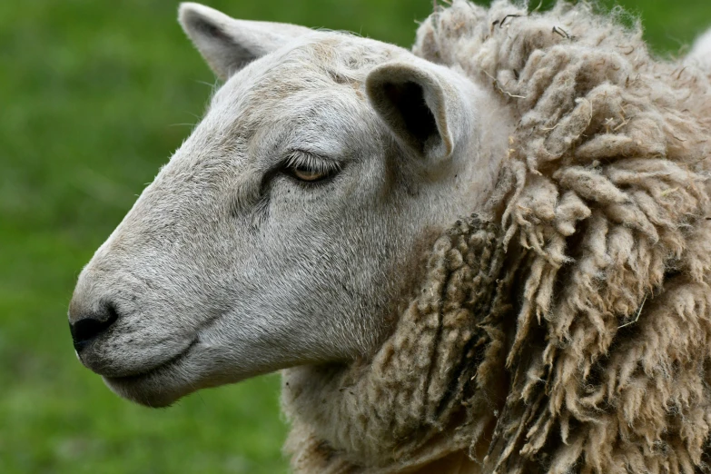 an ewe with wooly wool stands in grass