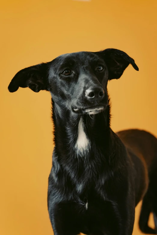 a close up po of a black dog