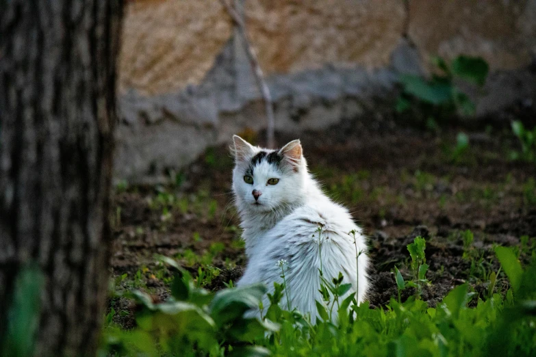 a black and white cat laying in the grass by a tree