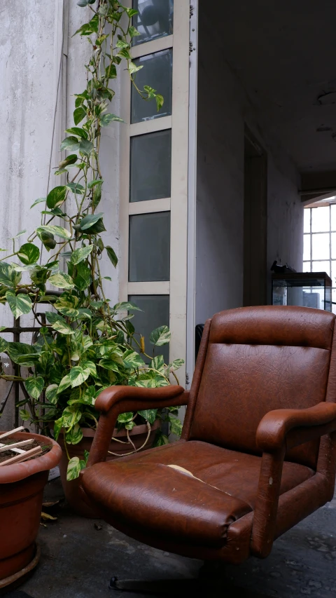 a chair and a plant in an old room