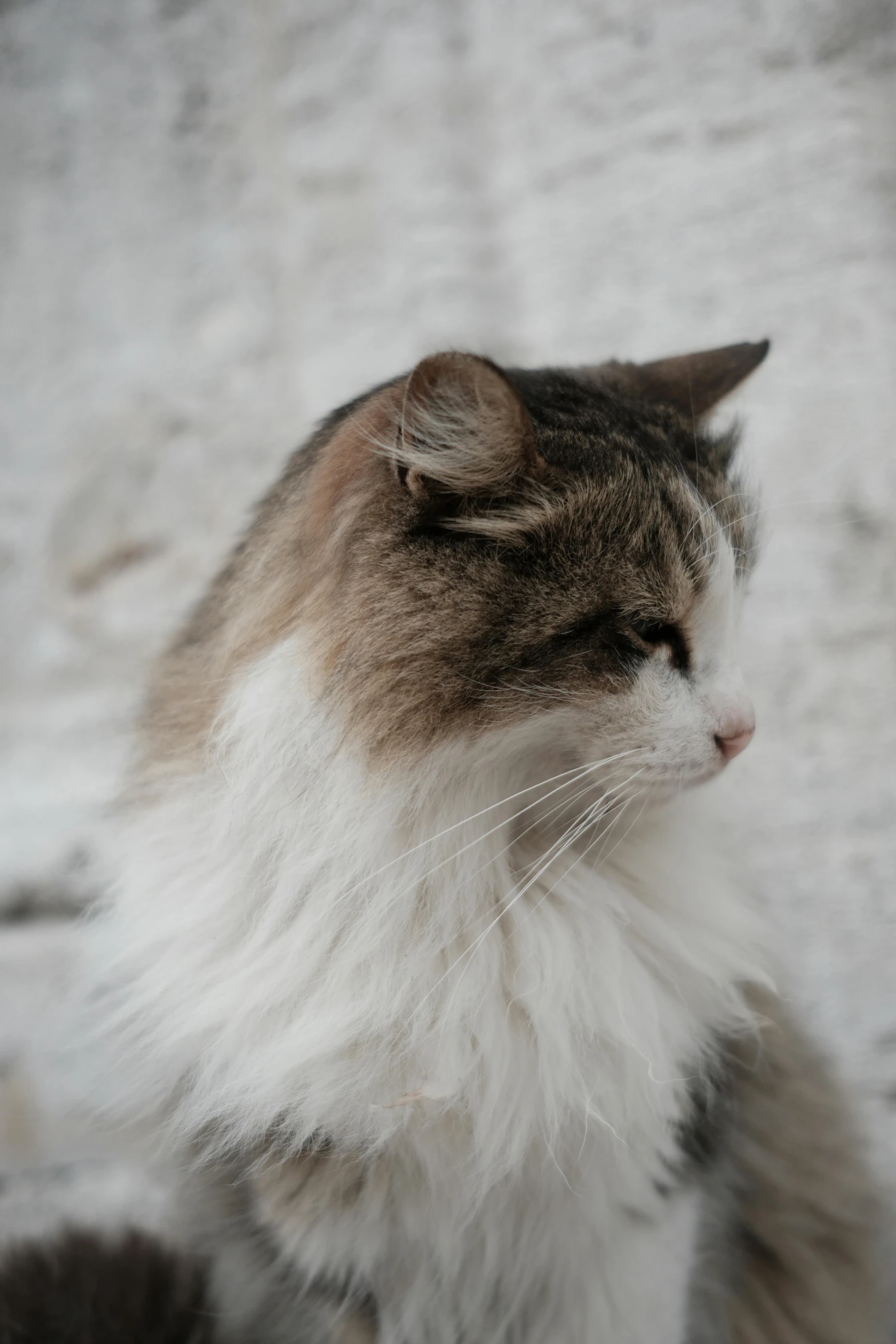 a long - haired, fuzzy cat staring away in the snow