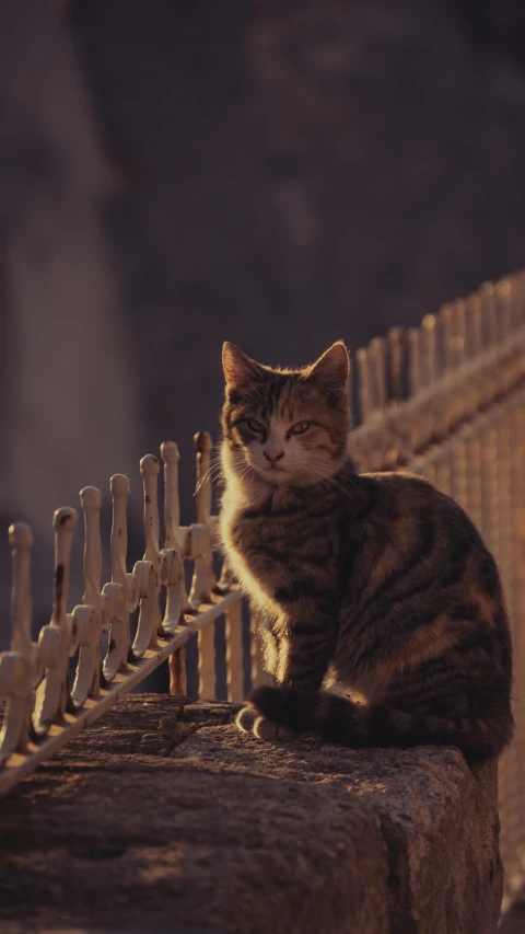 a cat sitting on a wall outside by a fence