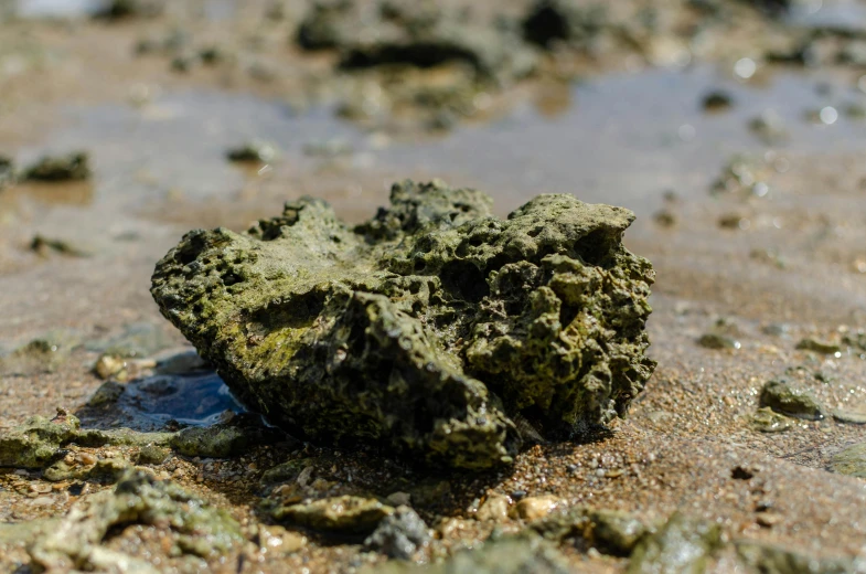 some rocks on the beach covered in sand and water