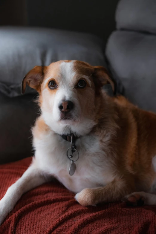 a brown and white dog sitting on top of a blanket