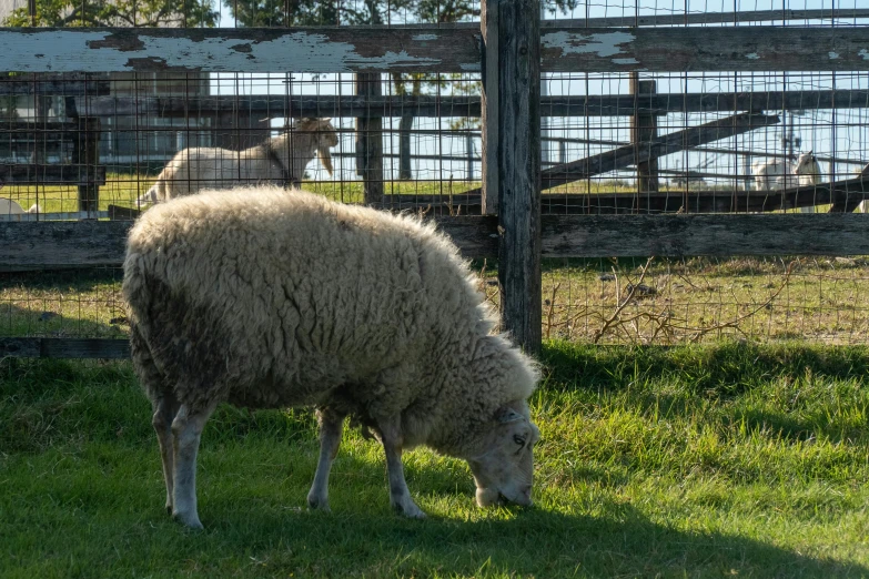 a sheep that is grazing grass behind a fence