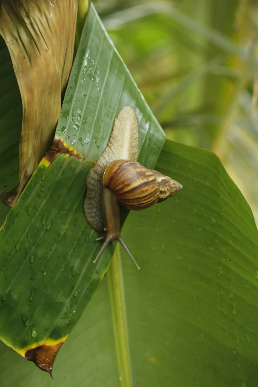 two small snails sitting on a green leaf