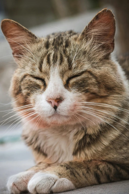 the striped cat is sleeping down on the sidewalk