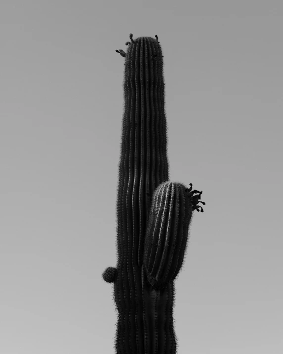 a black and white picture of a cactus