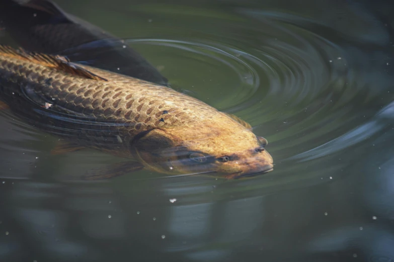 a large fish floating in a body of water