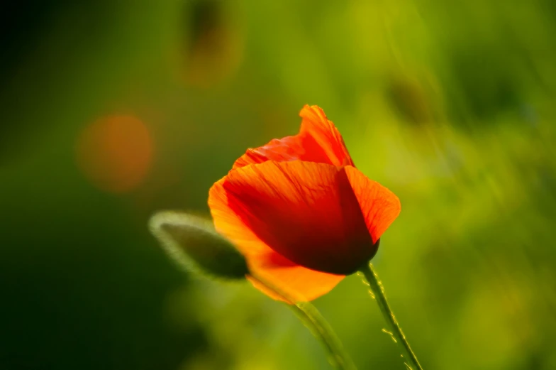 an orange poppy is in the sunlight with green grass