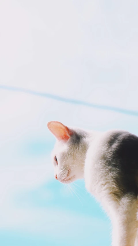 a white and black cat stands with its face to the camera