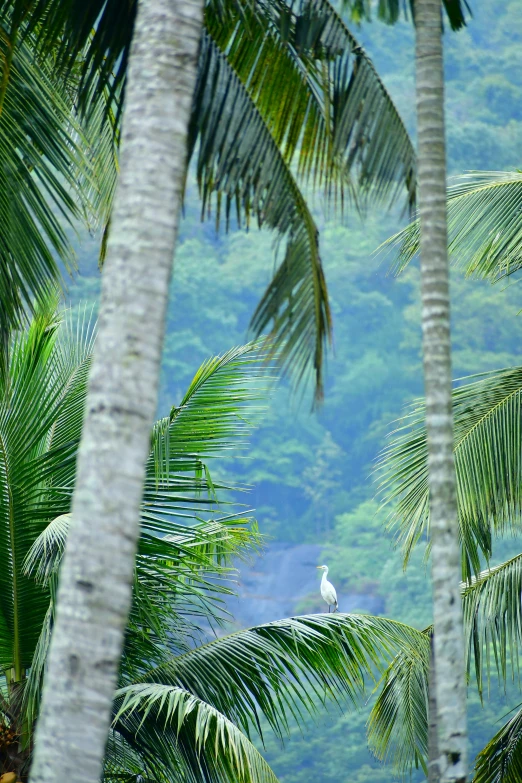 birds sitting on palm trees in front of mountains