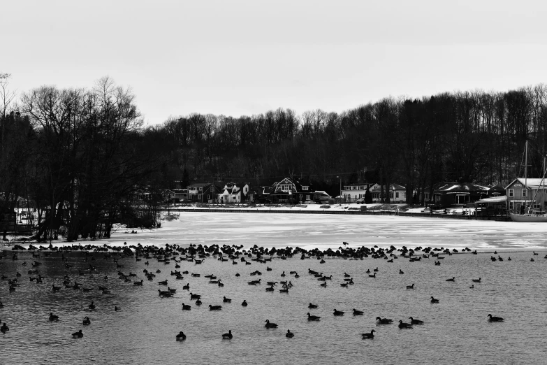 black and white po of ducks in the water