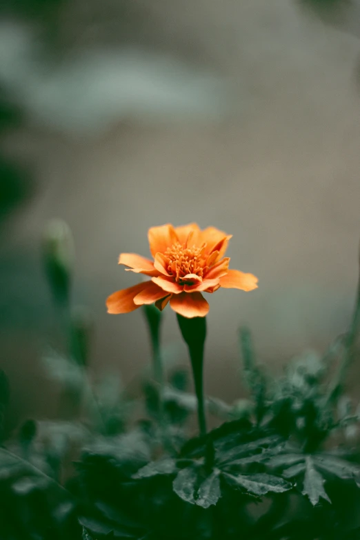 an orange flower sits alone on some leaves