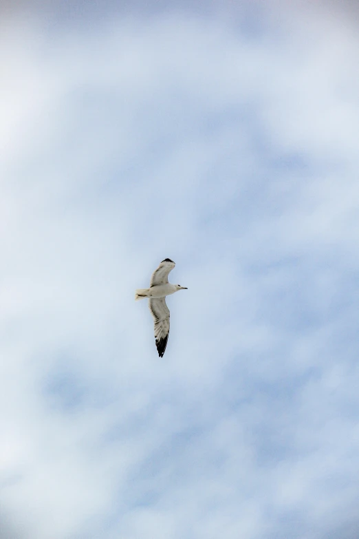 a bird soaring through the air in a cloudless sky