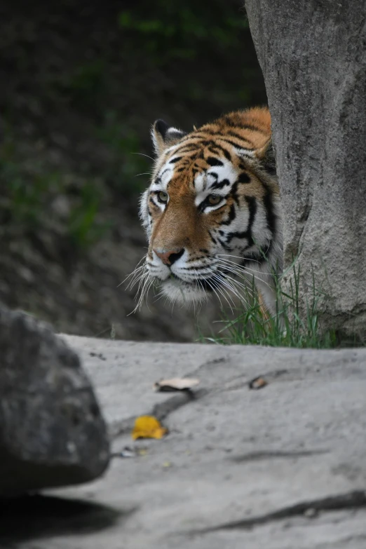 a tiger looks on with interest at the camera