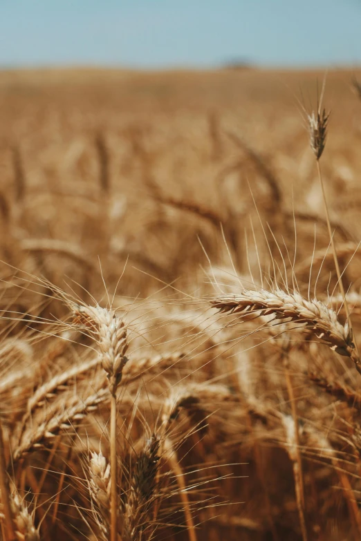 a field with lots of wheat growing in it