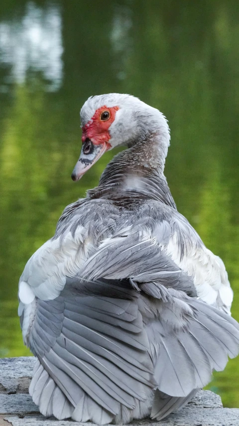 bird sitting on wood looking forward on body of water