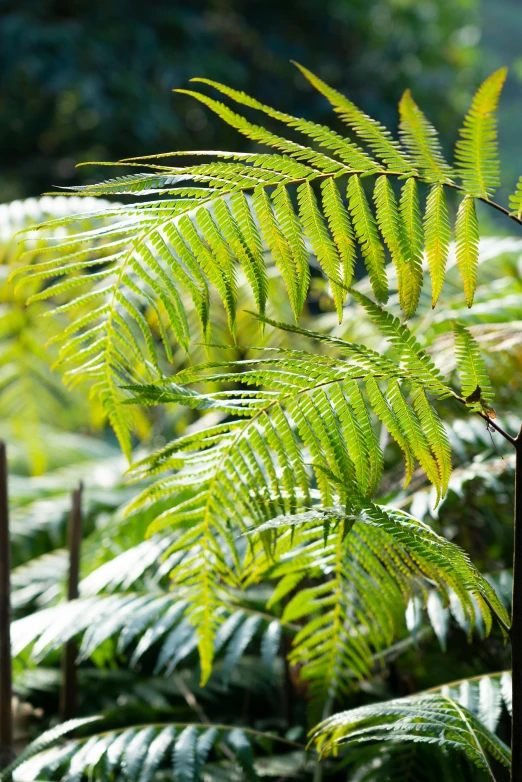 a close up of some plants in a forest