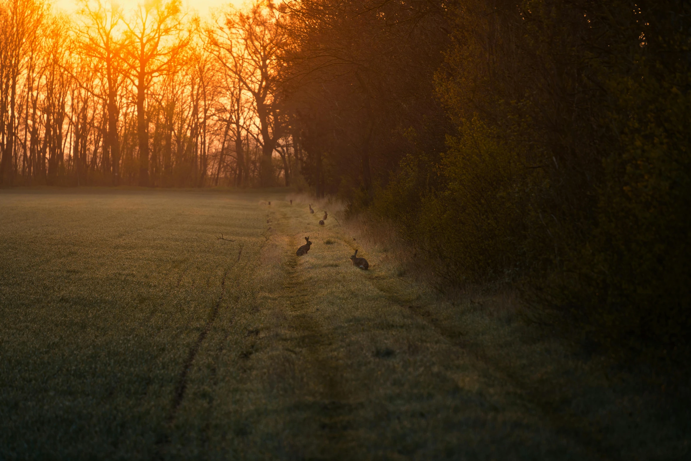 a couple of birds in an open field at sunset