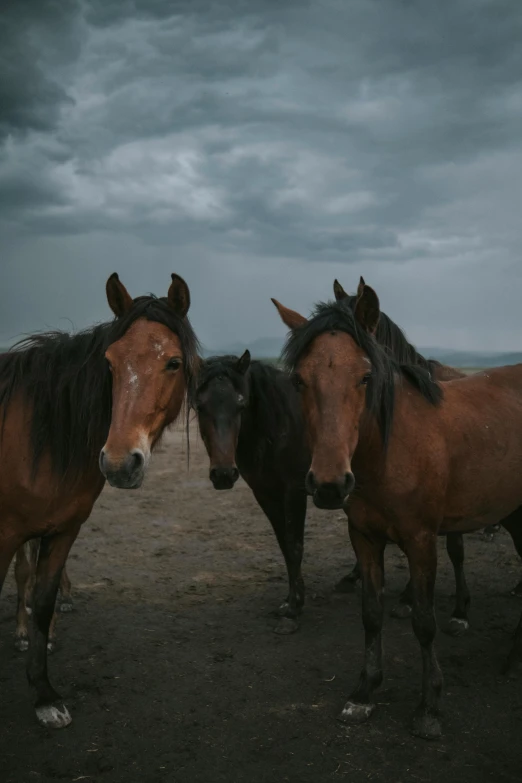 horses standing next to each other on the ground