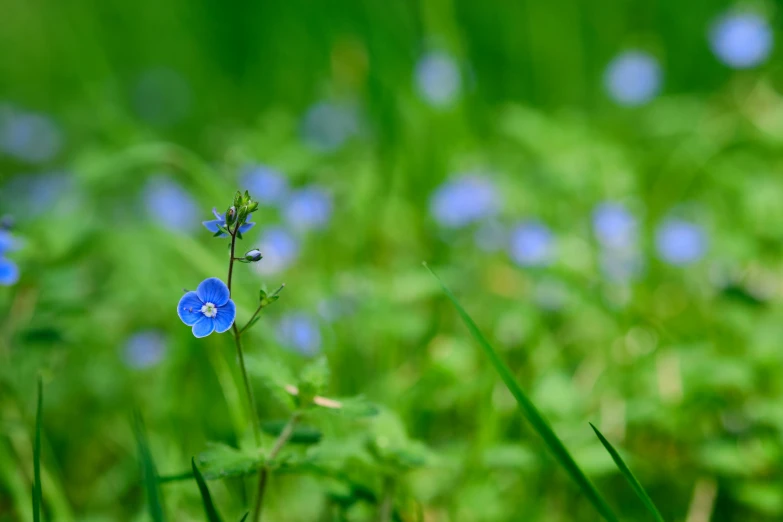 there is a small blue flower that is growing out of some grass