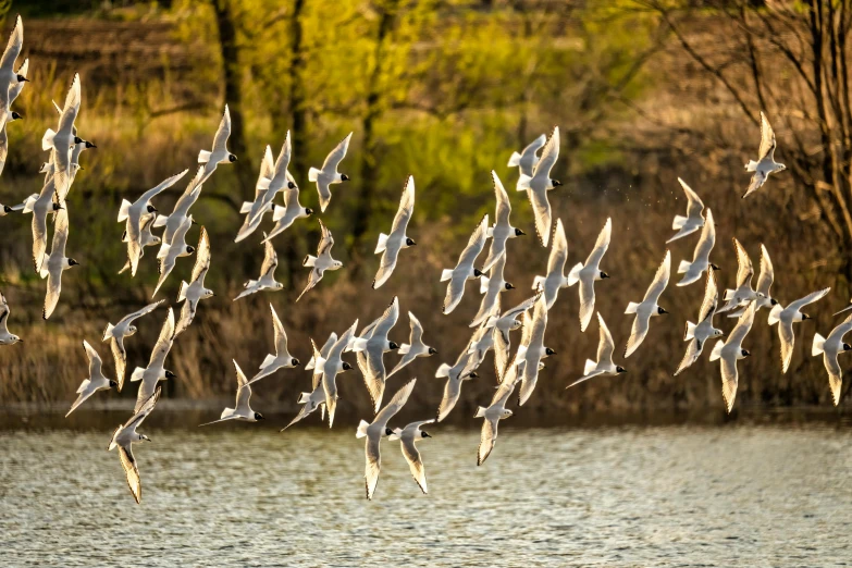 a flock of birds flying over a lake next to a forest