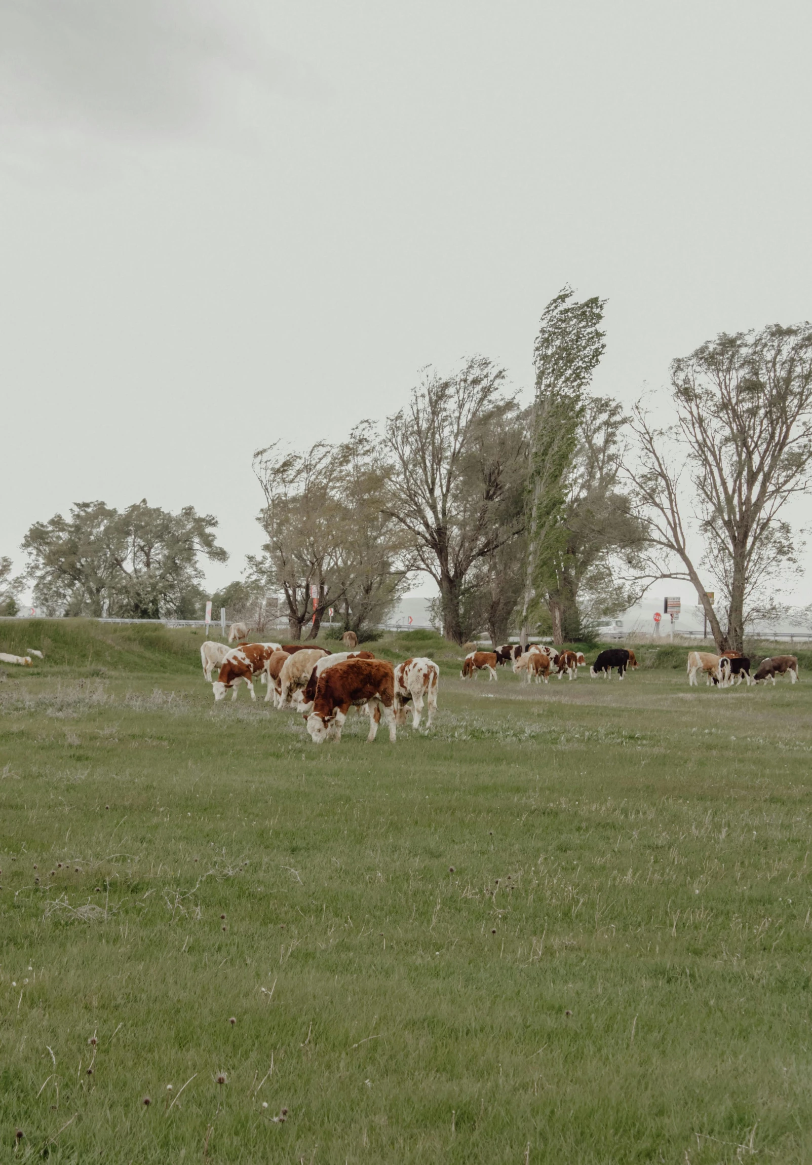 several cows standing in the grass with trees behind them