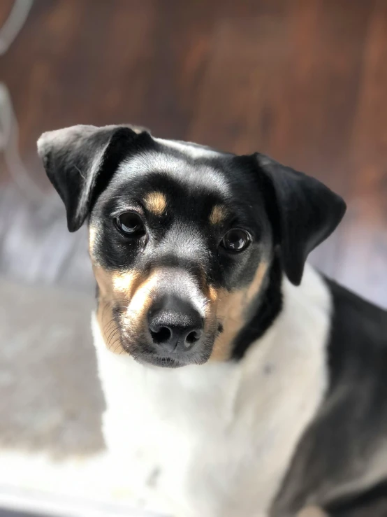 a close up of a dog with eyes open