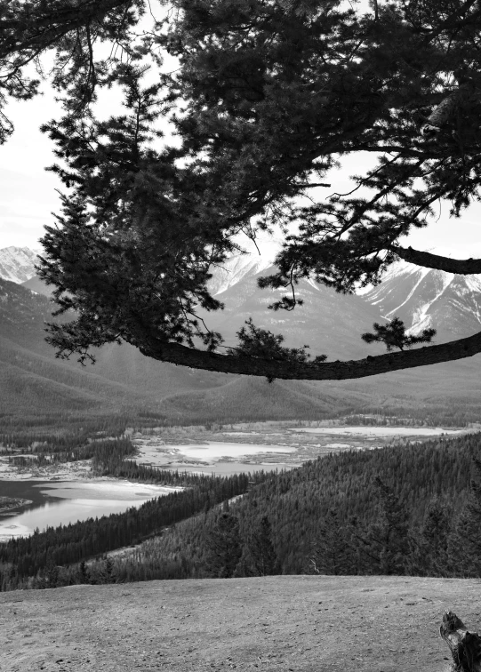 trees with snow - capped mountains in the background