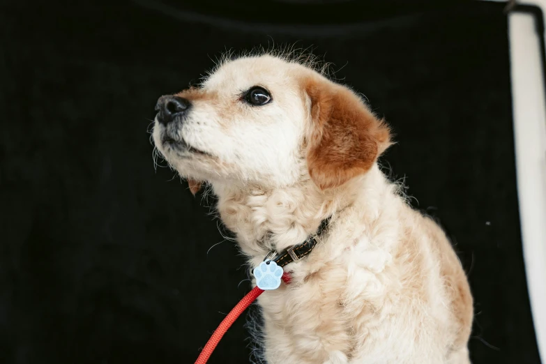 a small white dog sitting next to a red leash