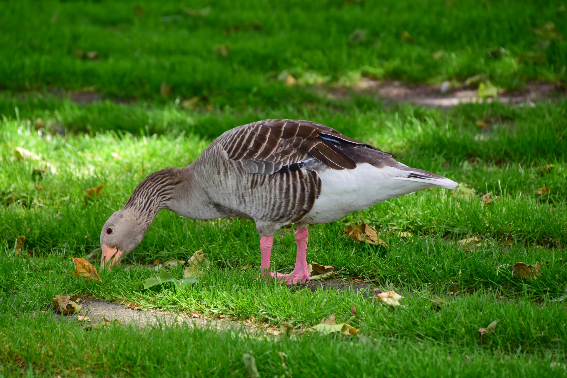 a duck feeding on green grass in the park