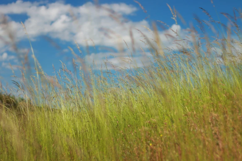 some tall grass and clouds in the blue sky