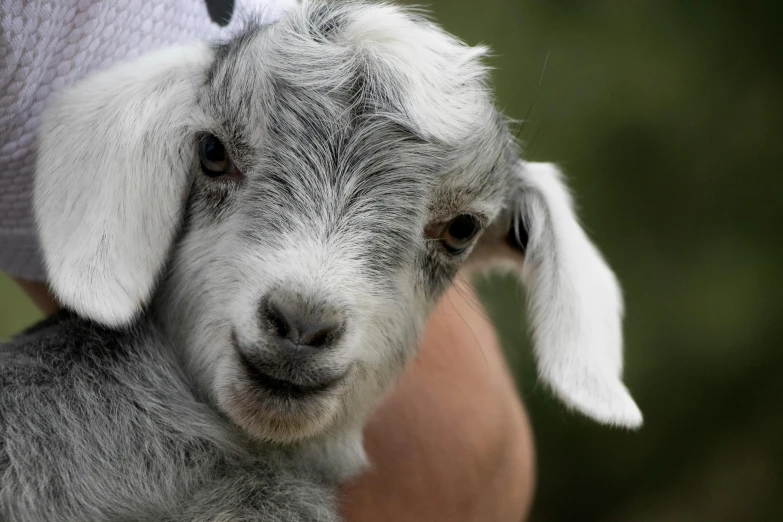 a sheep with its eyes closed as it's handler holds the head