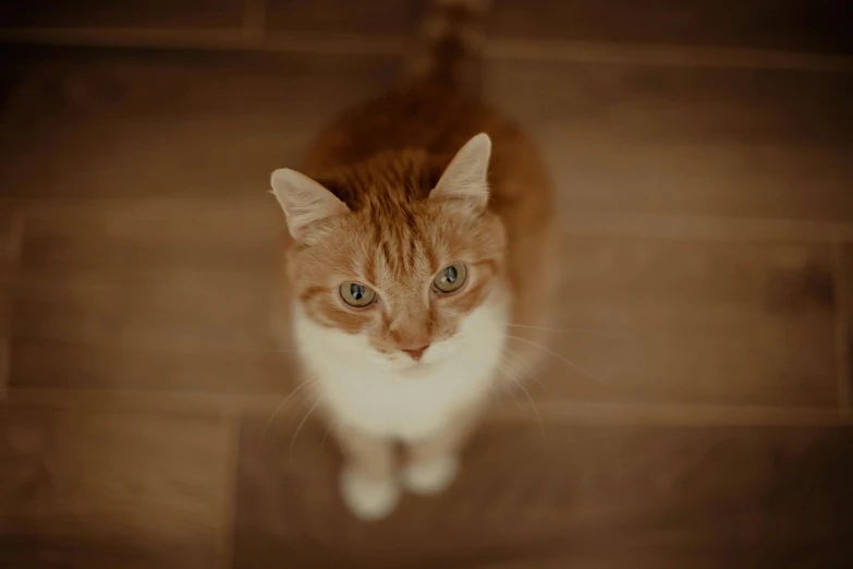 a cat looks up at the camera while standing on a wood floor