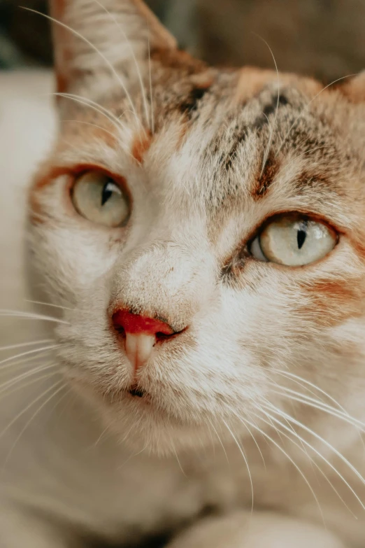 a cat's face is shown, with white and orange markings