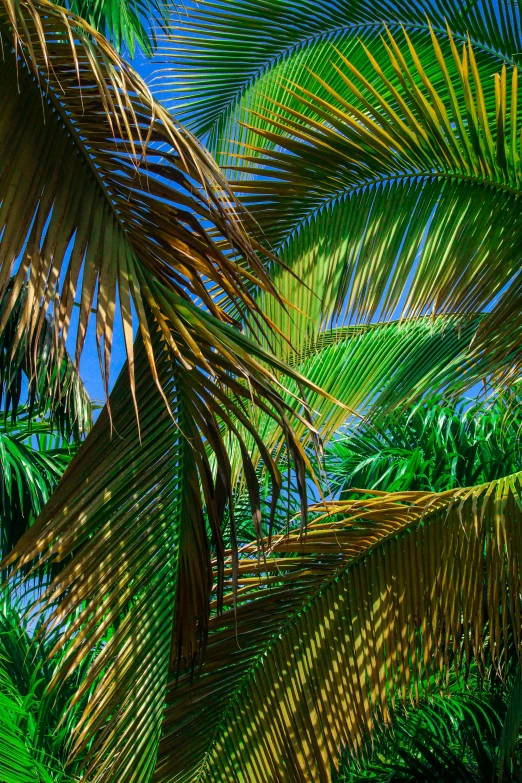 a po of palm leaves with a blue sky in the background